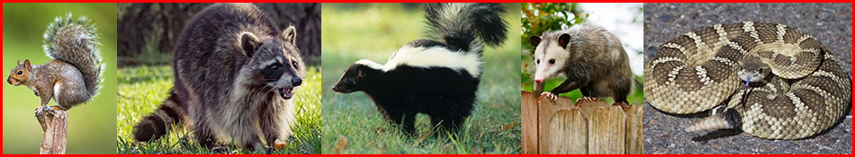 Animal Abatement in San Mateo | Wildlife Removal Animal Control San Mateo County